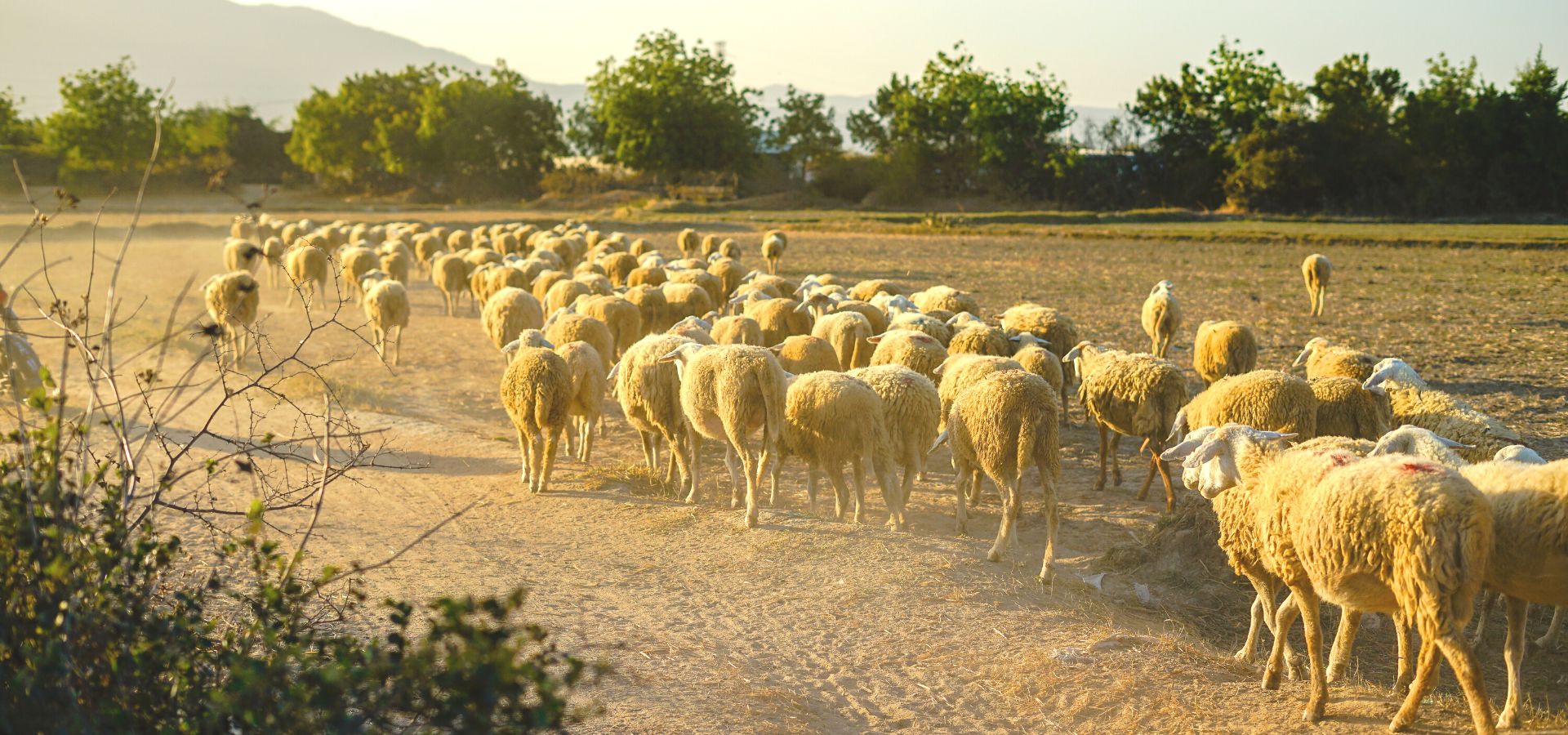 ĐỊA ĐIỂM DU LỊCH TẠI NINH THUẬN - TOP NHỮNG NƠI CHẮC CHẮN BẠN KHÔNG MUÔN BỎ LỠ KHI ĐẾN ĐÂY